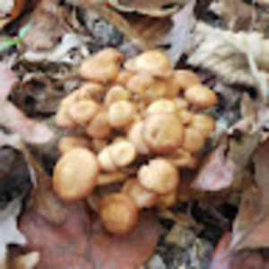 Meet your Posher, Lucy